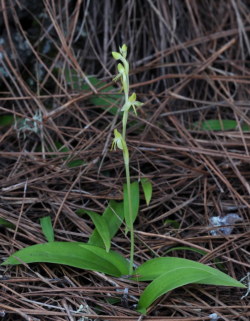 Habenaria tridactylites