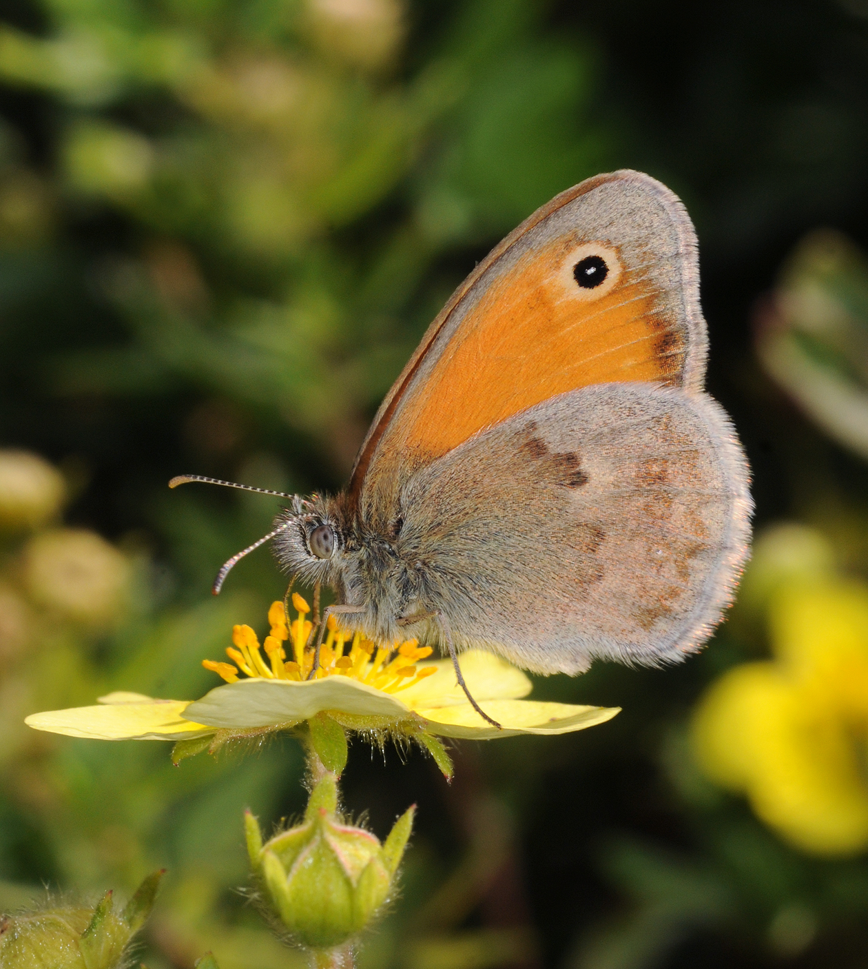 Coenonympha pamphilus