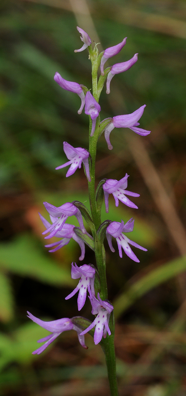 Ponerorchis cucullata. Closer.