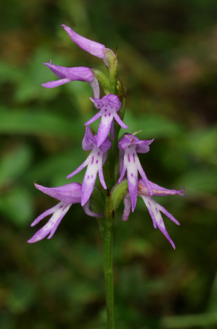 Ponerorchis cucullata. Closer.