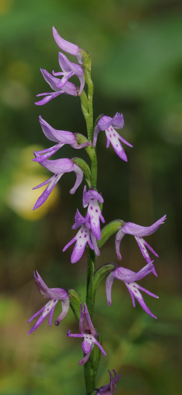 Ponerorchis cucullata. Closer.