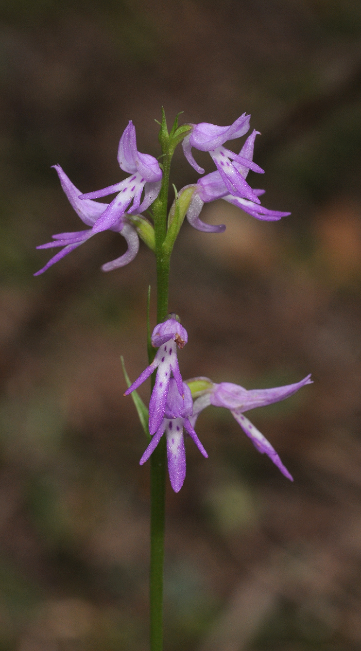 Ponerorchis cucculata. Closer.