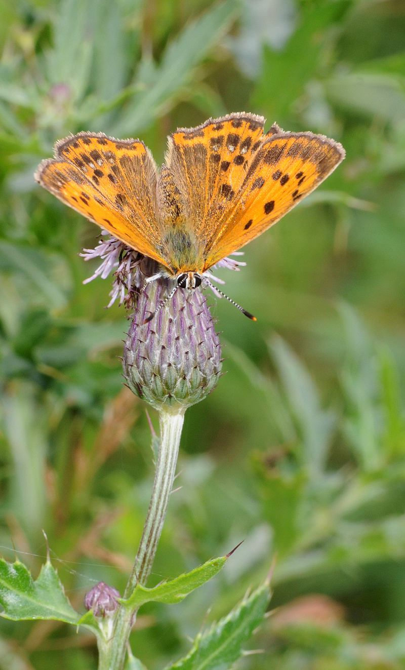 Lycaena virgaureae. Female.jpg