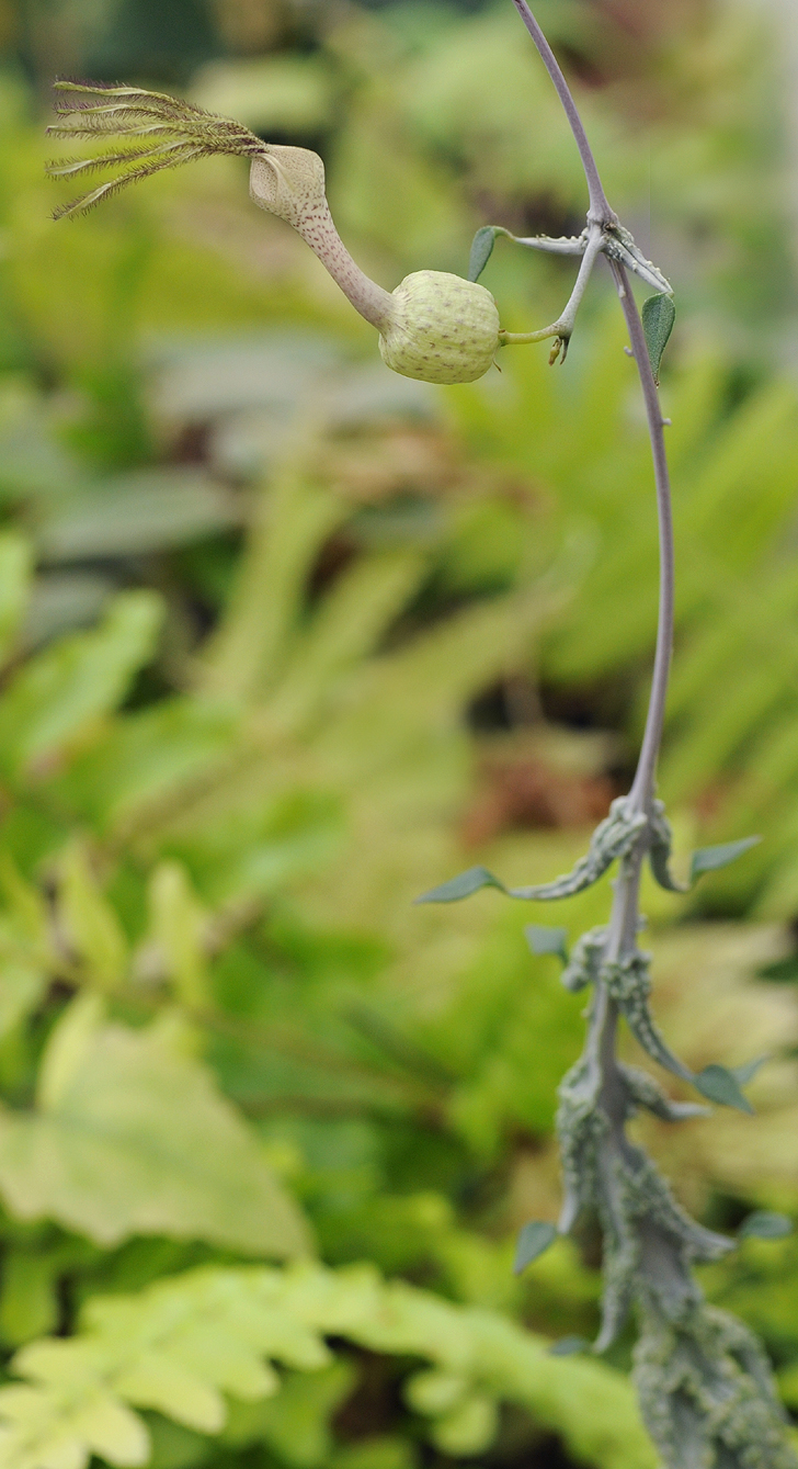 Ceropegia simonae. Bizarre form.