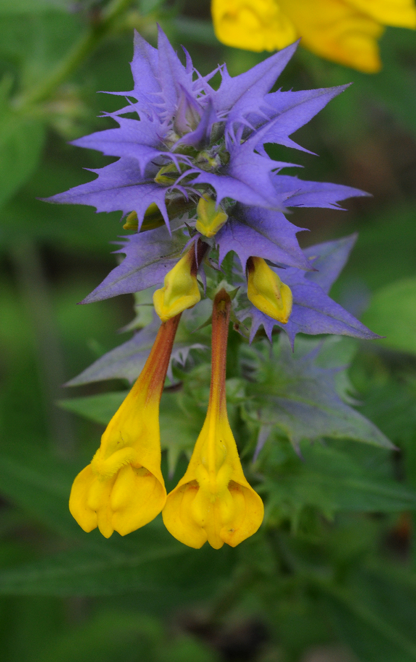 Melampyrum nemorosum.Close-up.jpg