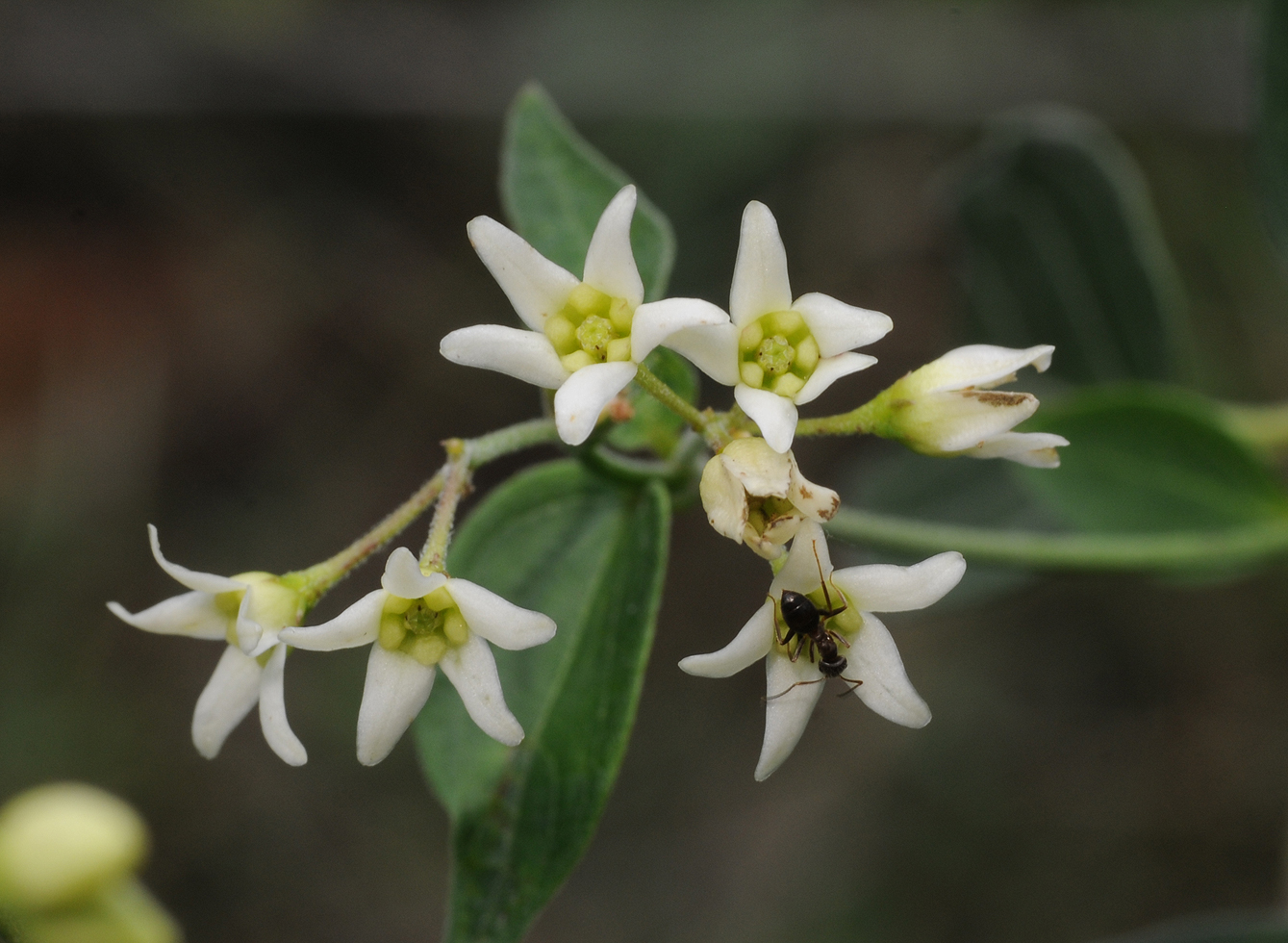 Vincetoxicum hirundinaria.jpg