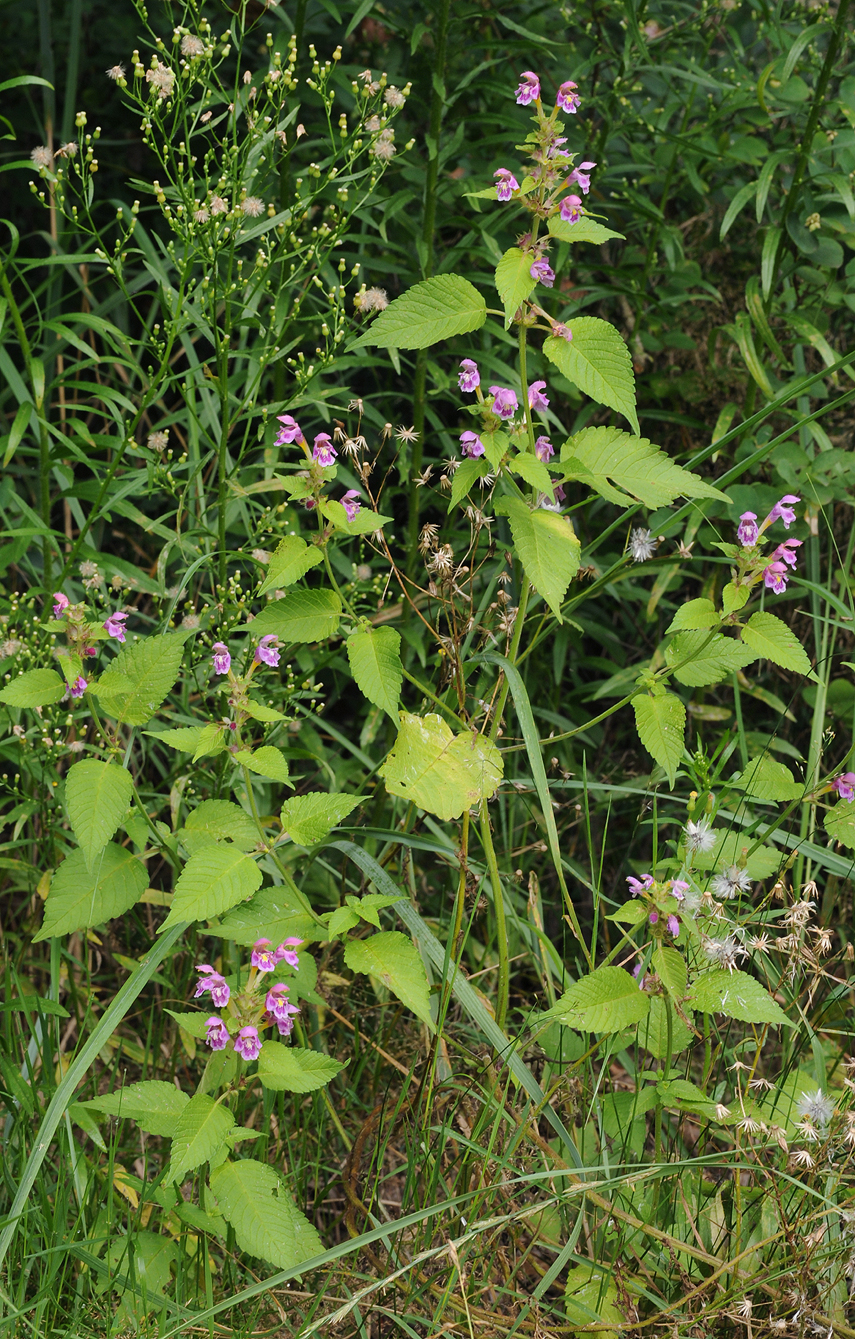 Galeopsis pubescens