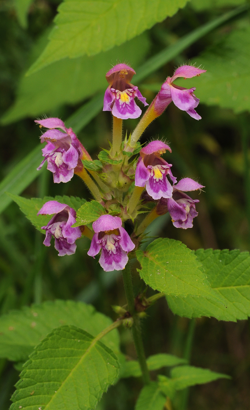 Galeopsis pubescens. Closer.