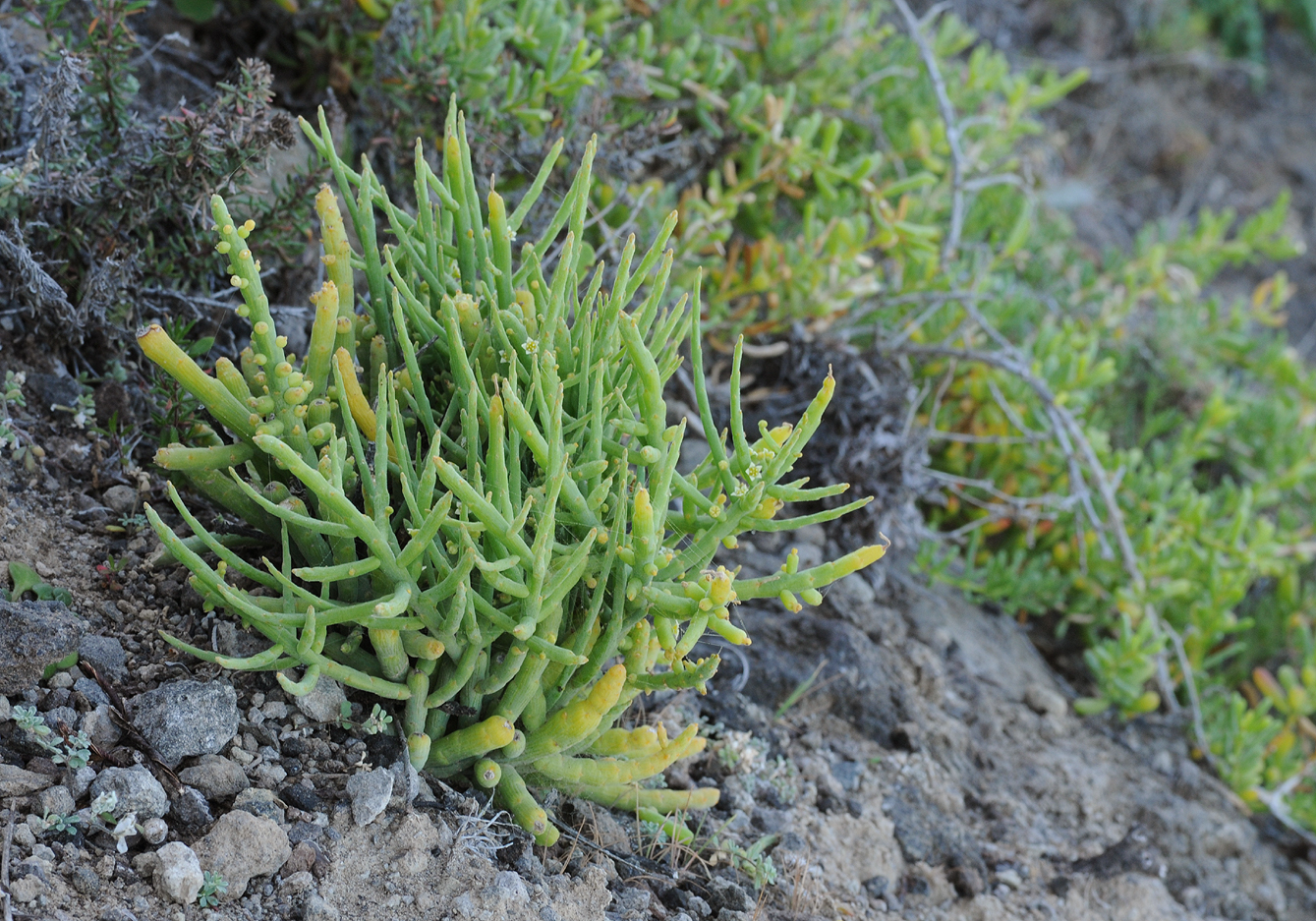 Kunkeliella subsucculenta