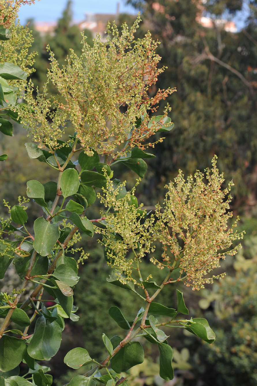 Rumex lunaria