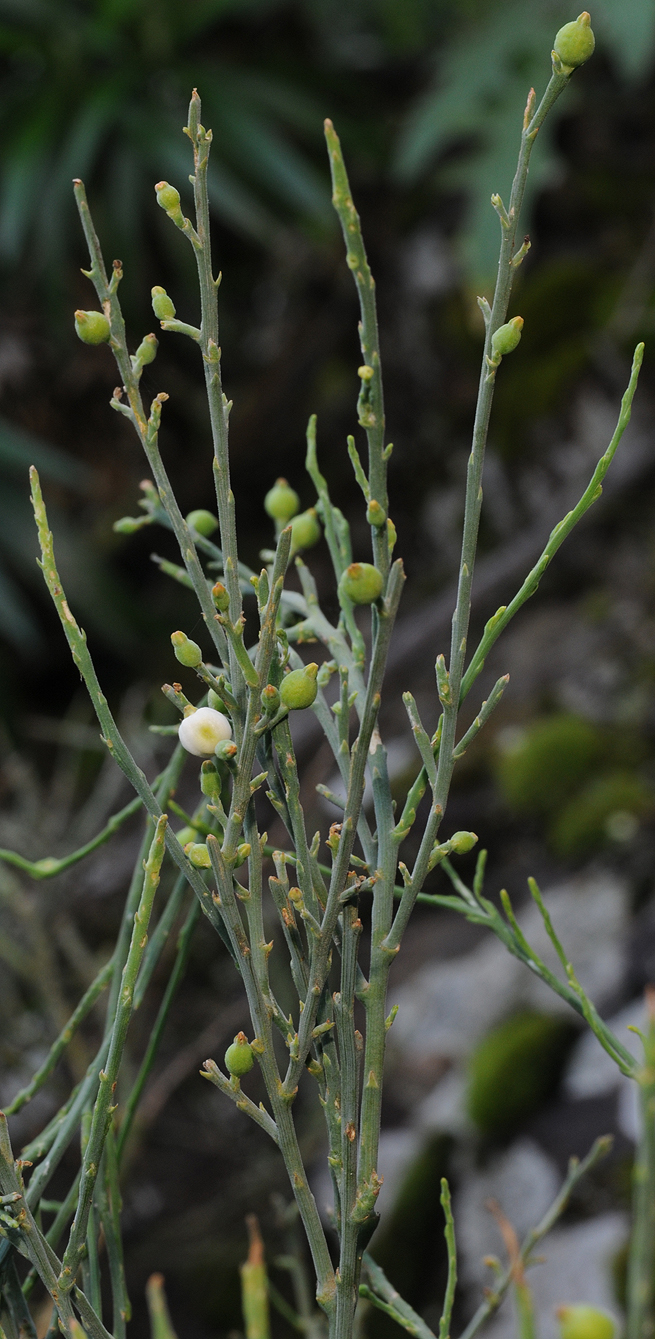 Kunkeliella retamoides. Closer.