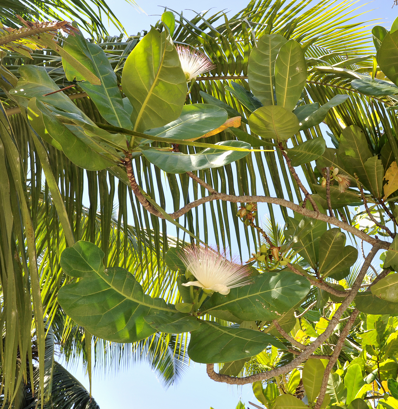 Barringtonia asiatica