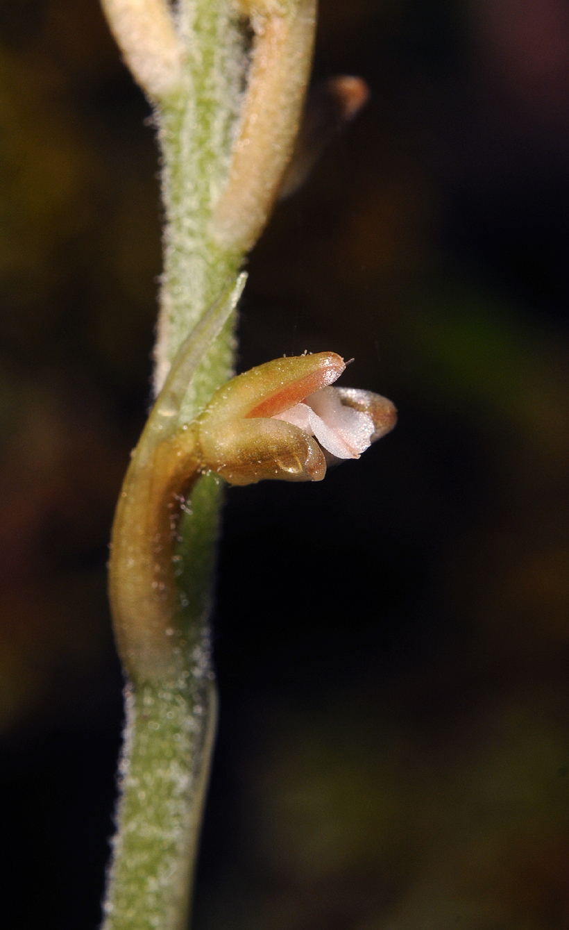 Goodyera seychellarum. Close-up side.