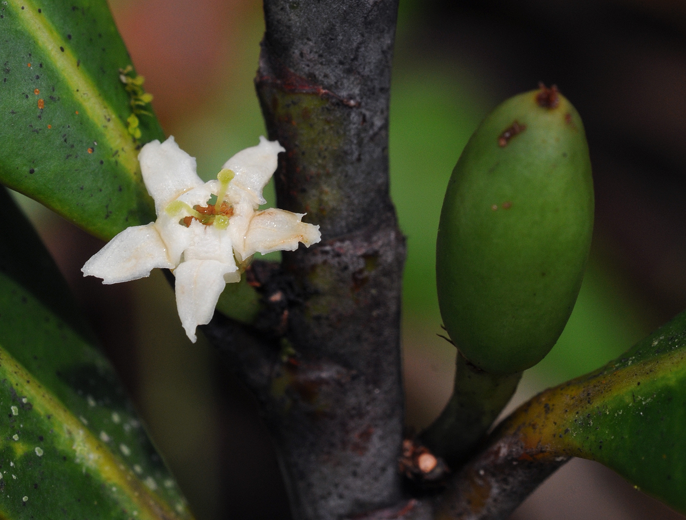 Erythroxylum sechellarum. Close-up.