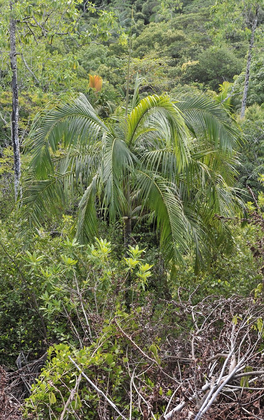 Deckenia nobilis