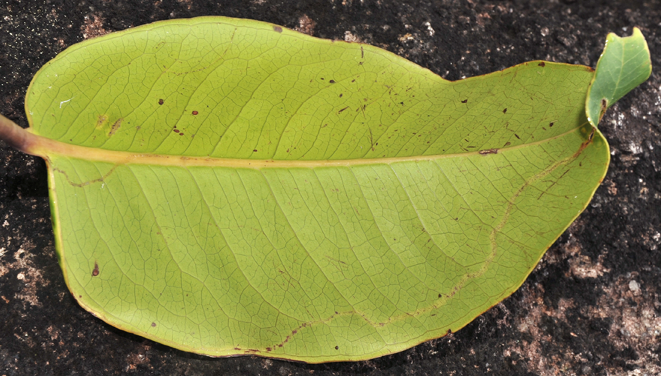 Syzygium wrightii. Underside leaf.