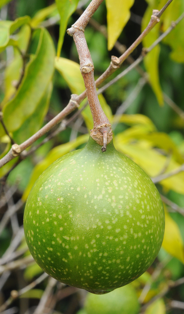 Rothmannia annae. Fruit.