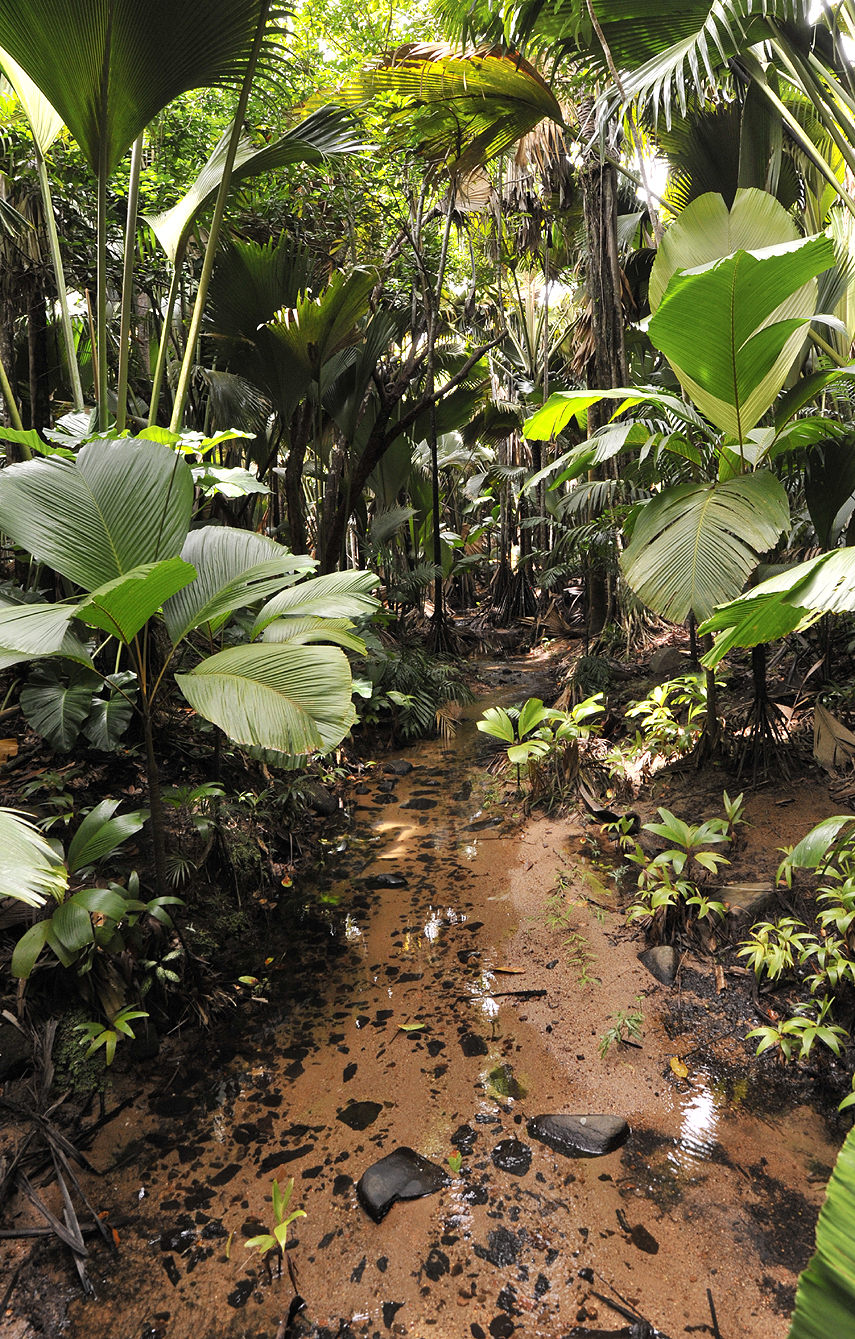 Palm dominated forest Valle de Mai.