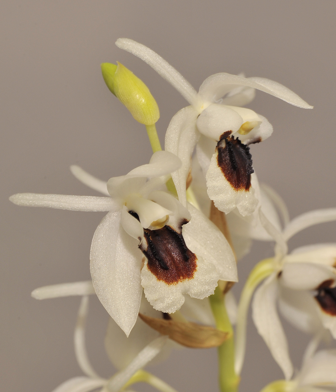 Coelogyne pulchella. Closer side.