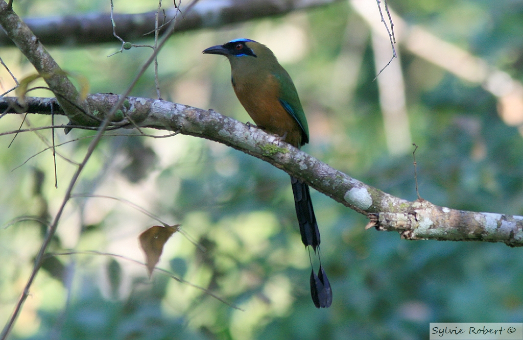 Motmot Carabe<br>Whooping Motmot<br>Metropolitan Park <br>12 janvier 2014