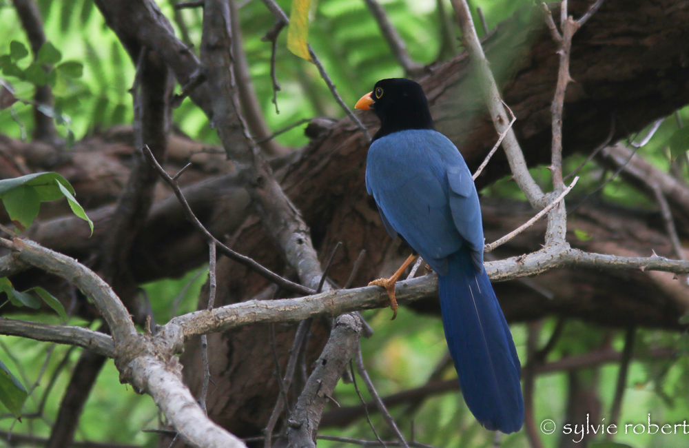 Geai du Yucatan / Cyanocorax yucatanicus / Yucatan Jay