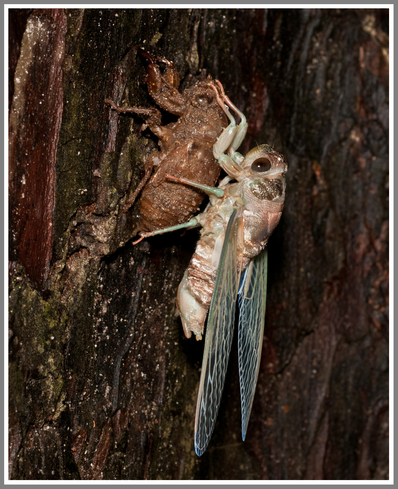 Cicada (Tibicen sp.)