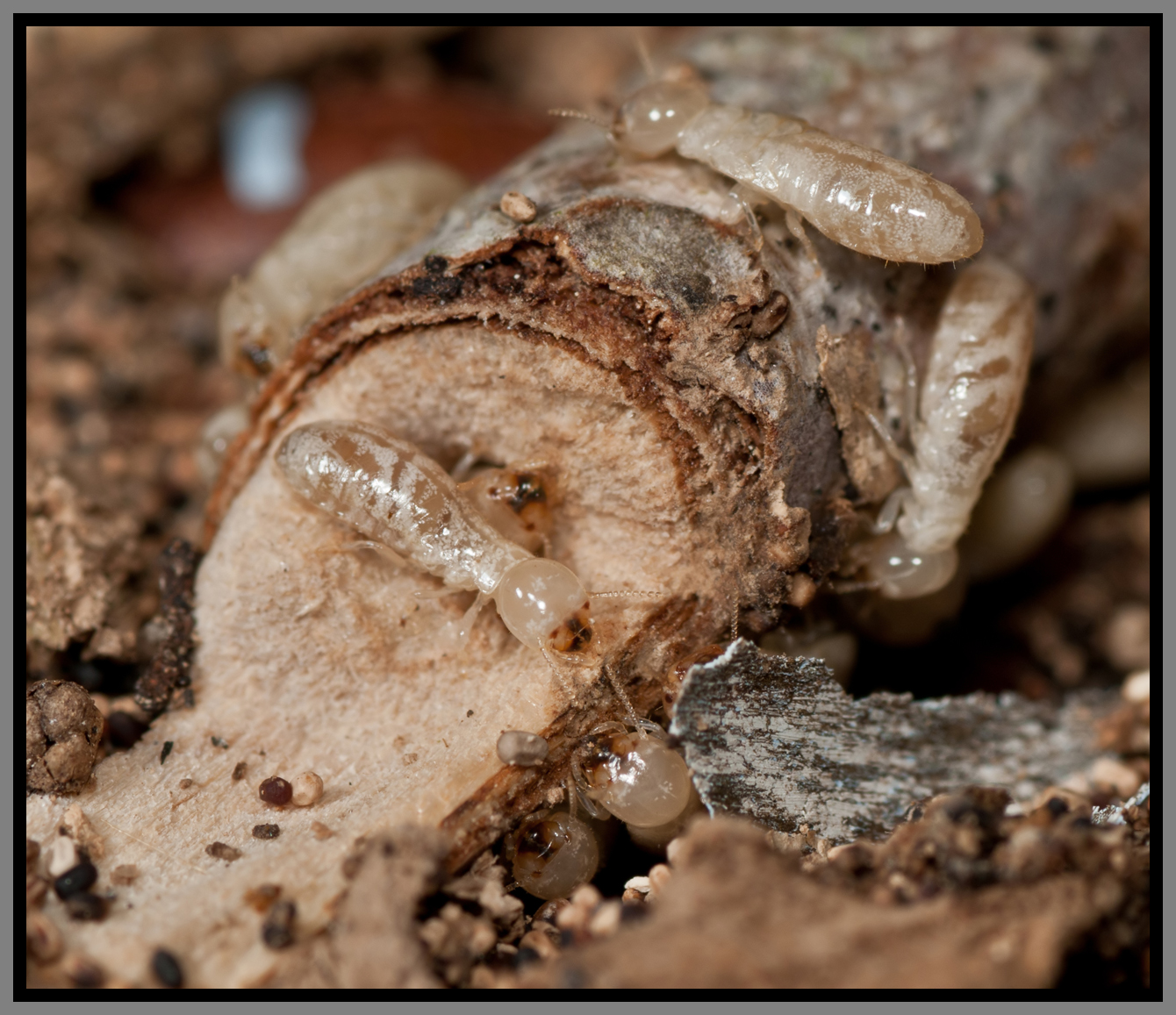 Drywood Termites (Incisitermes snyderi)