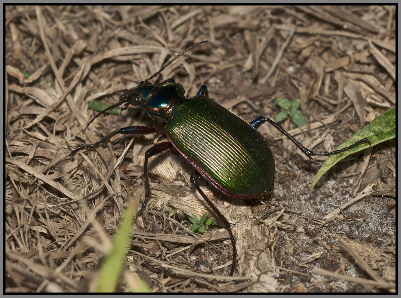 Carabidae Beetle - Fiery Searcher (Calosoma scrutator)