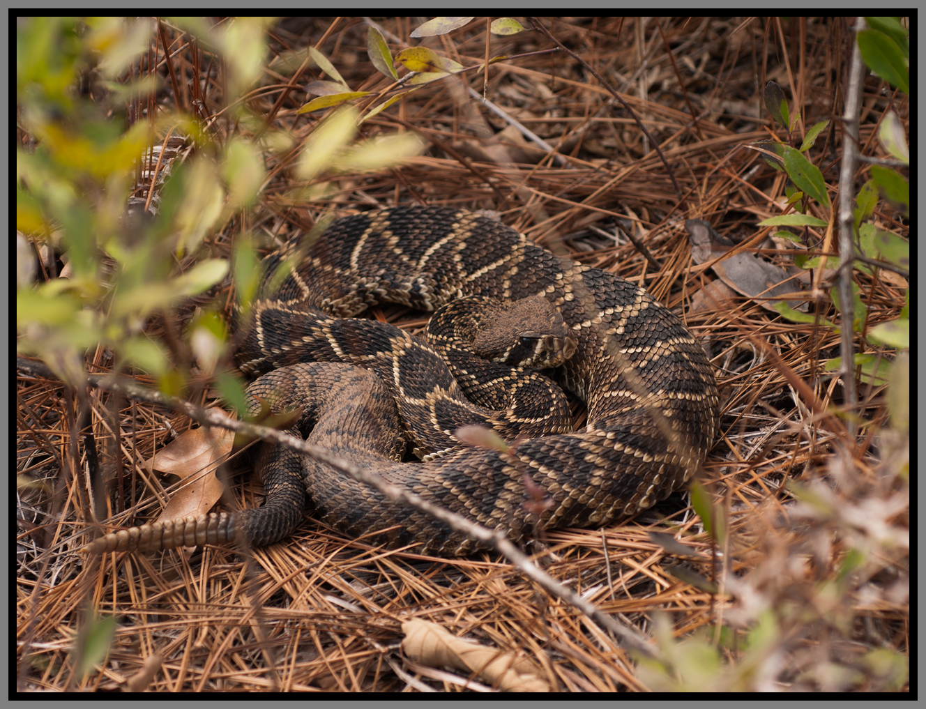 Eastern Diamondback Rattle Snake (Crotalus adamanteus)