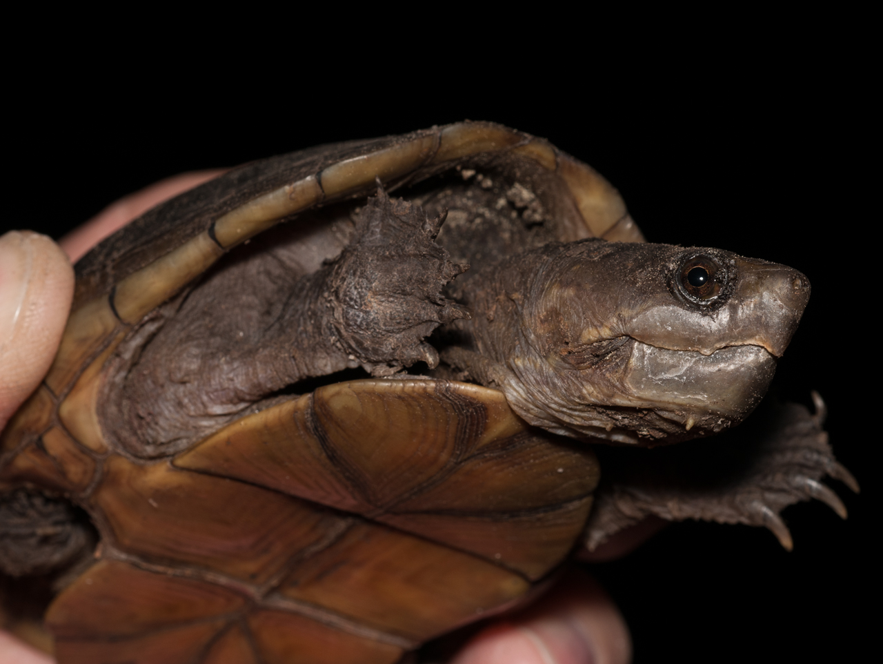 Florida Mud Turtle male (Kinosternon steindachneri)
