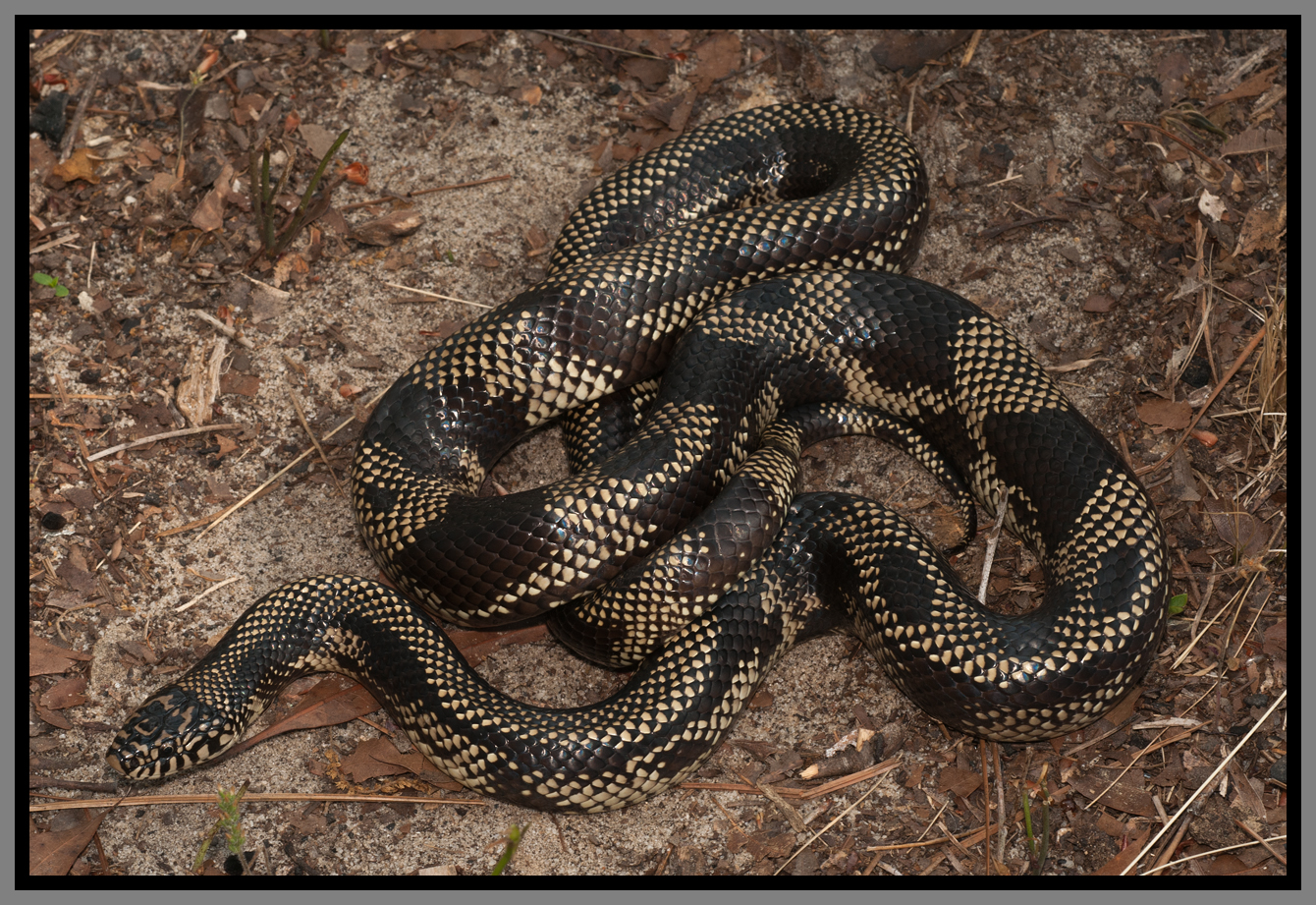 Apalachicola Kingsnake (Lampropeltis getula goini)