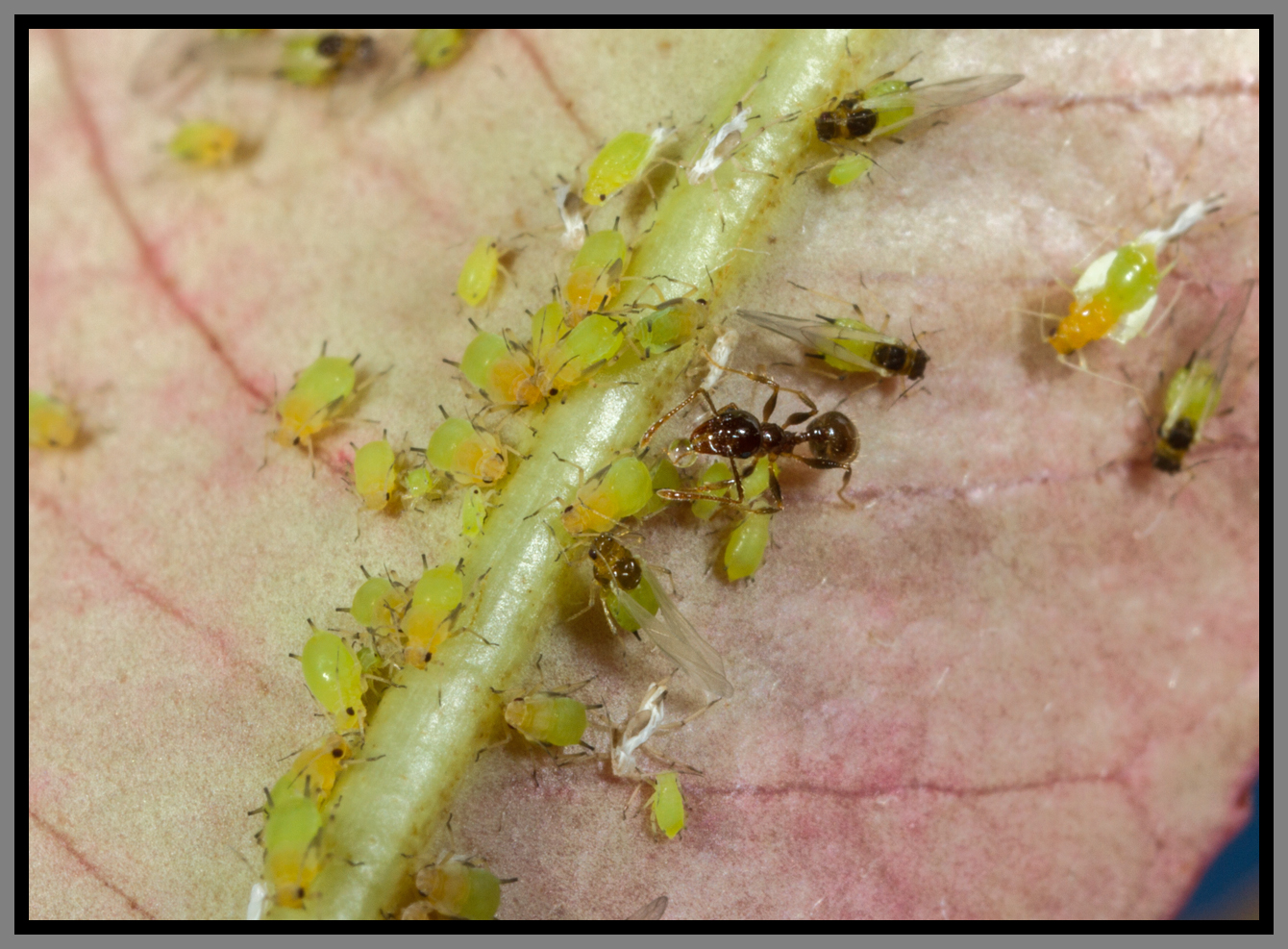 Big Headed Ant with Aphids