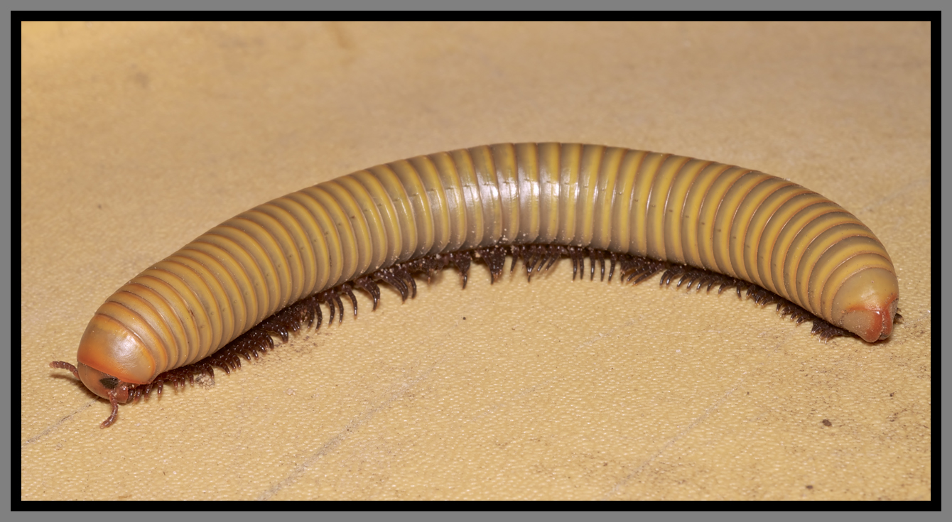 Millipede (Narceus gordanus)