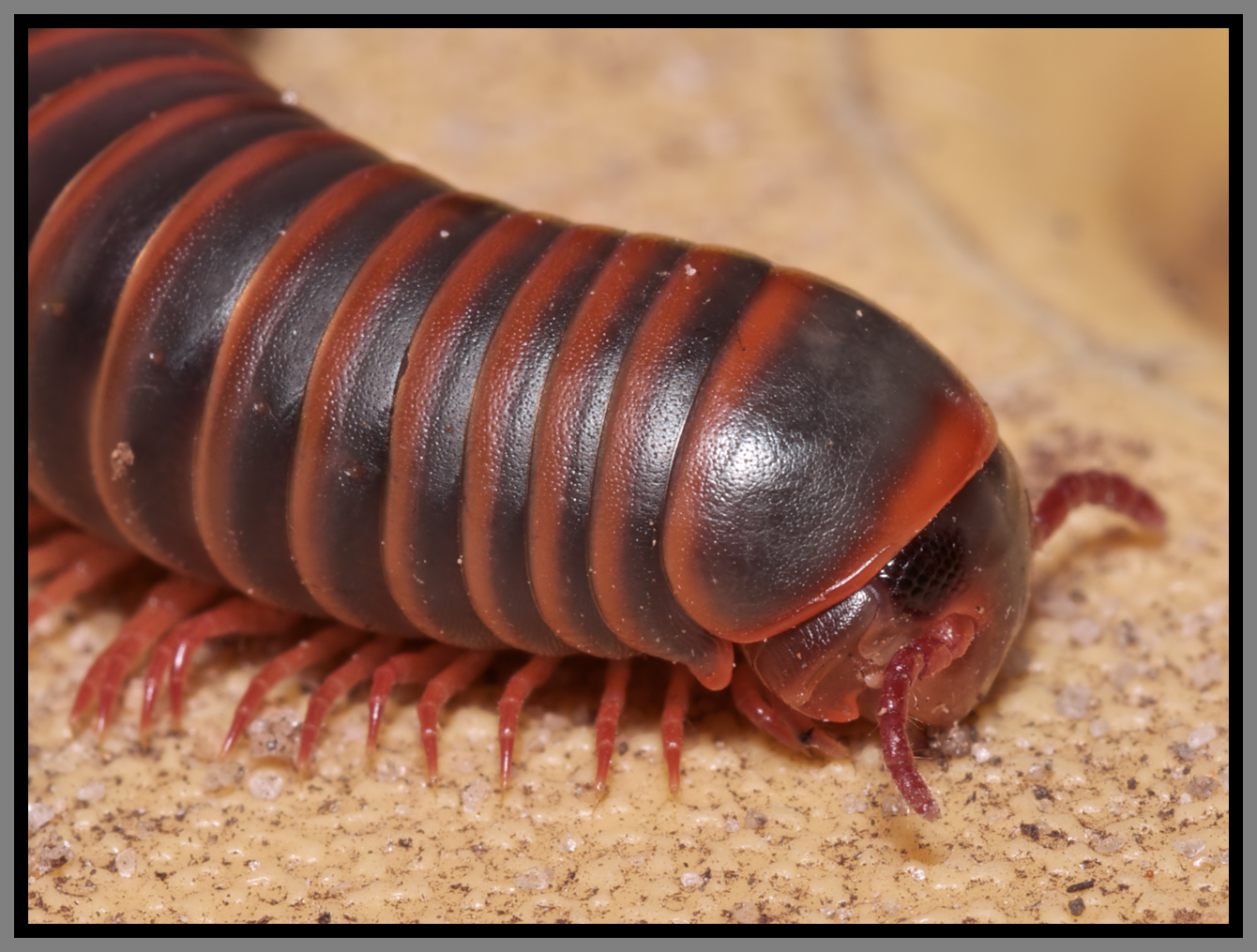 Millipede (Narceus americanus)