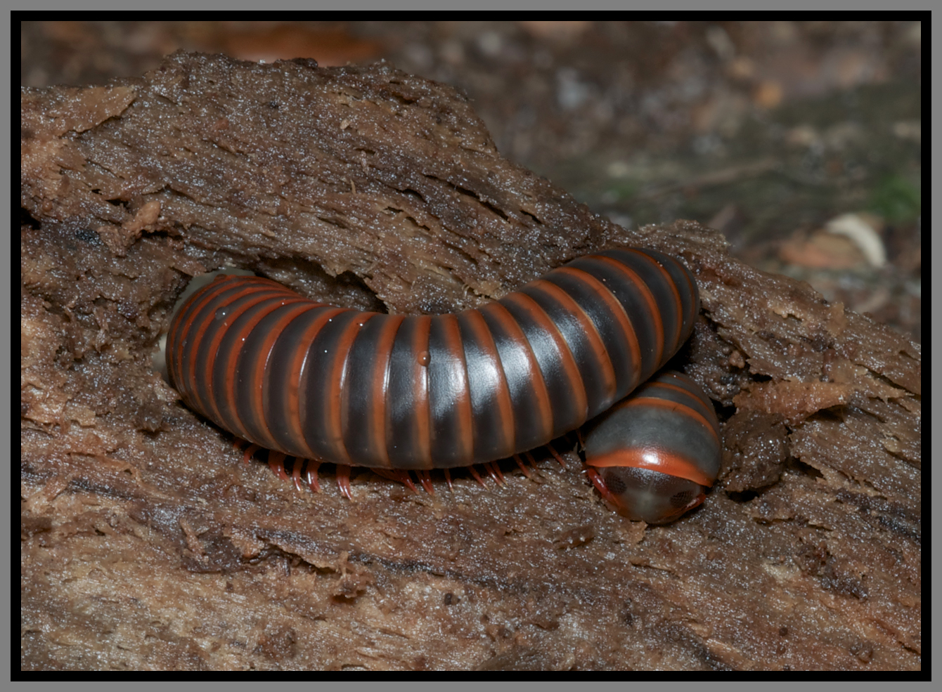 Narceus americanus