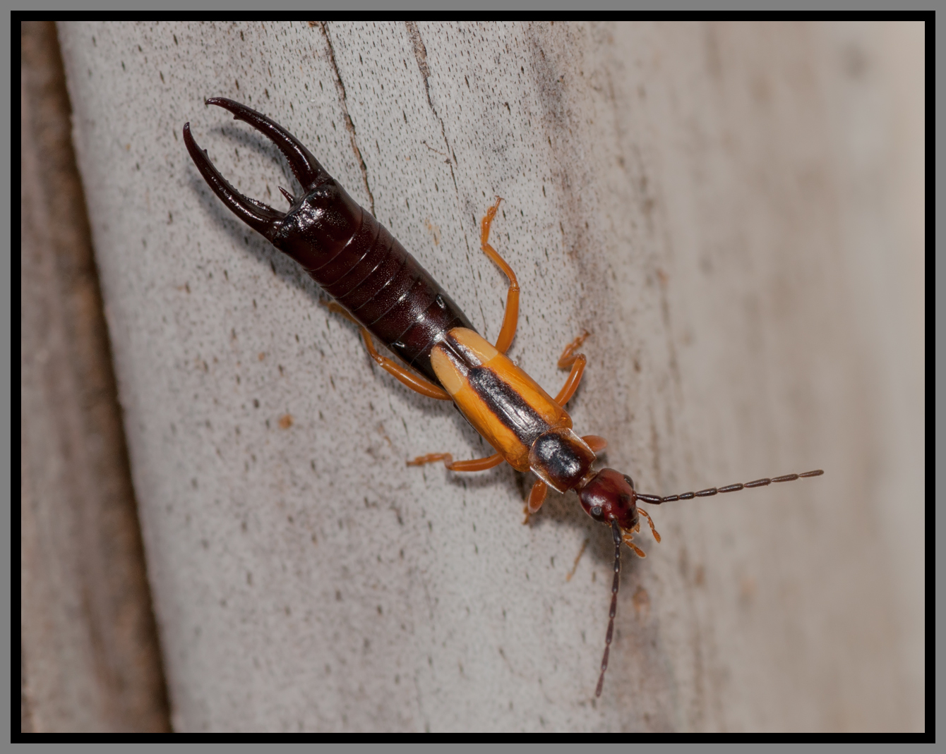 Lined Earwig (Doru taeniatum)