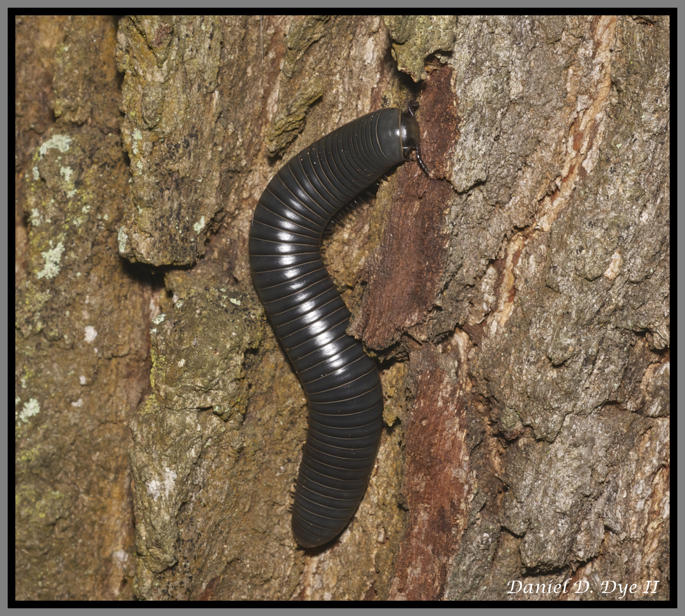Millipede (Floridobolus orini)