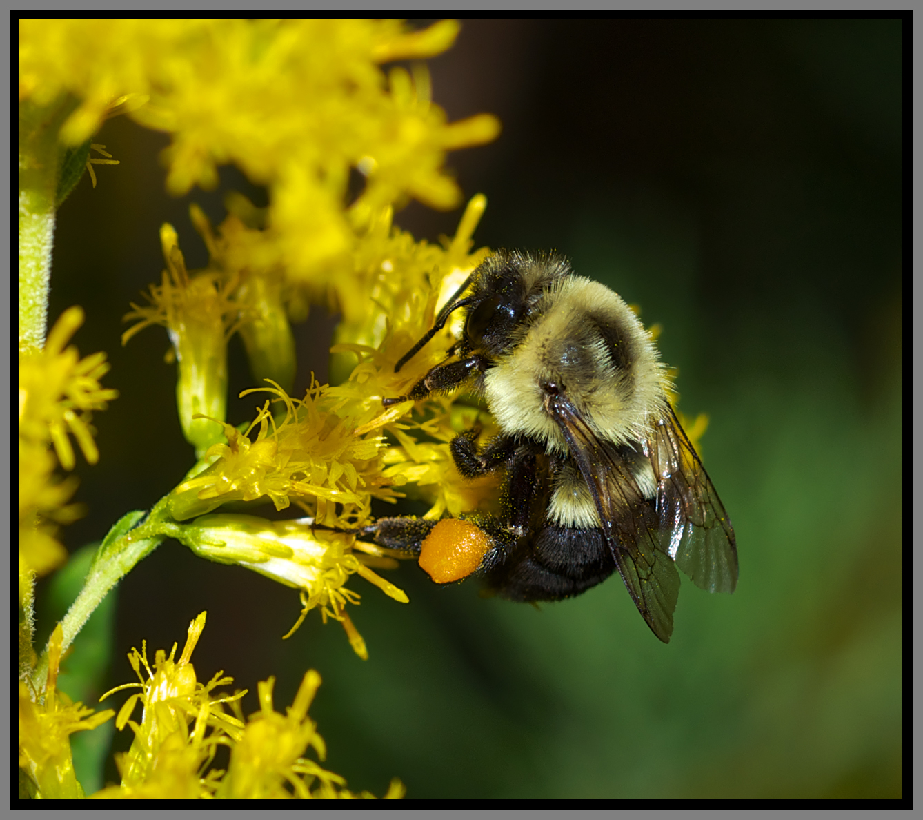 Bumble Bee (Bombus sp.)
