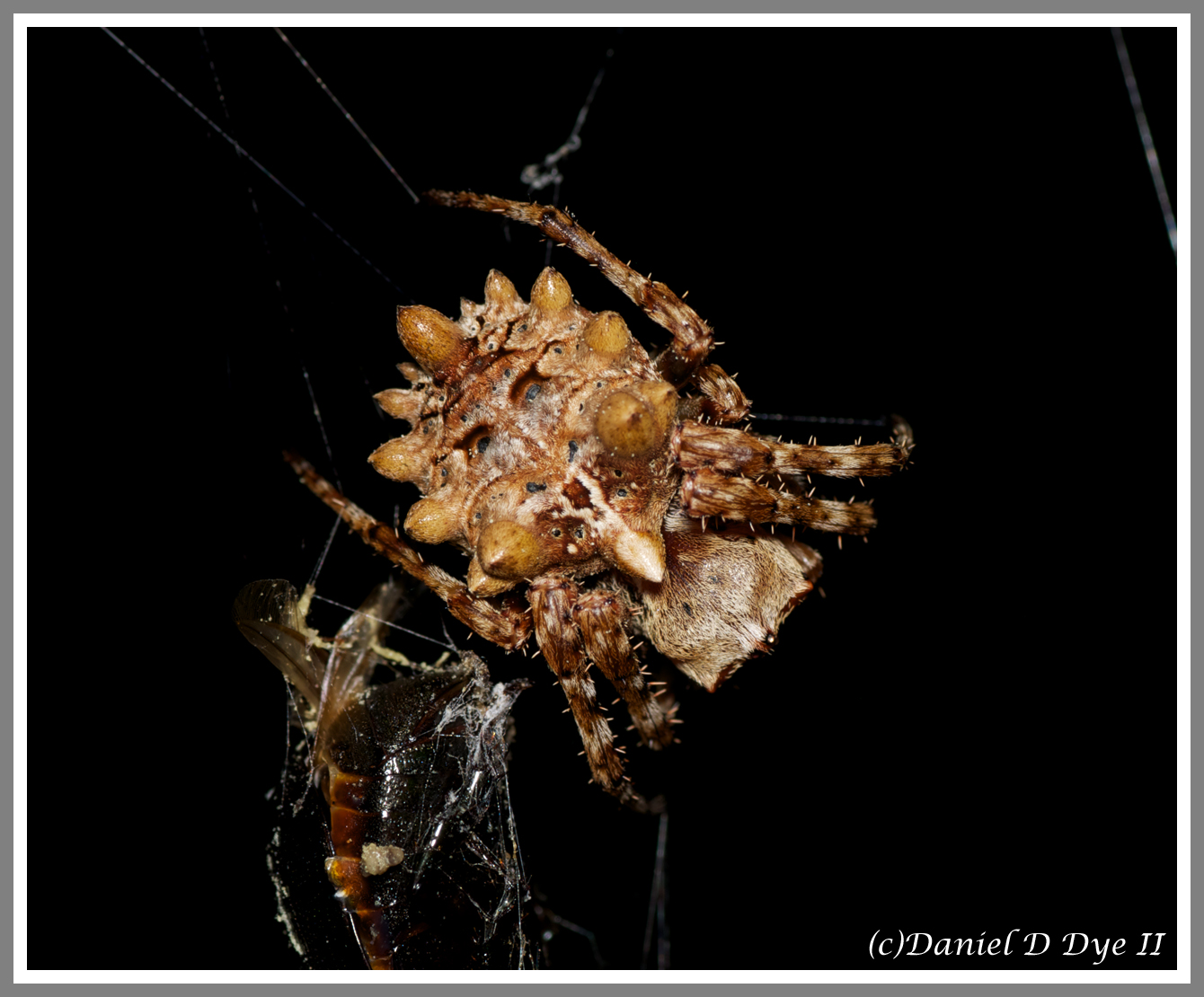 Starbellied Orbweaver (Acanthepeira stellata)