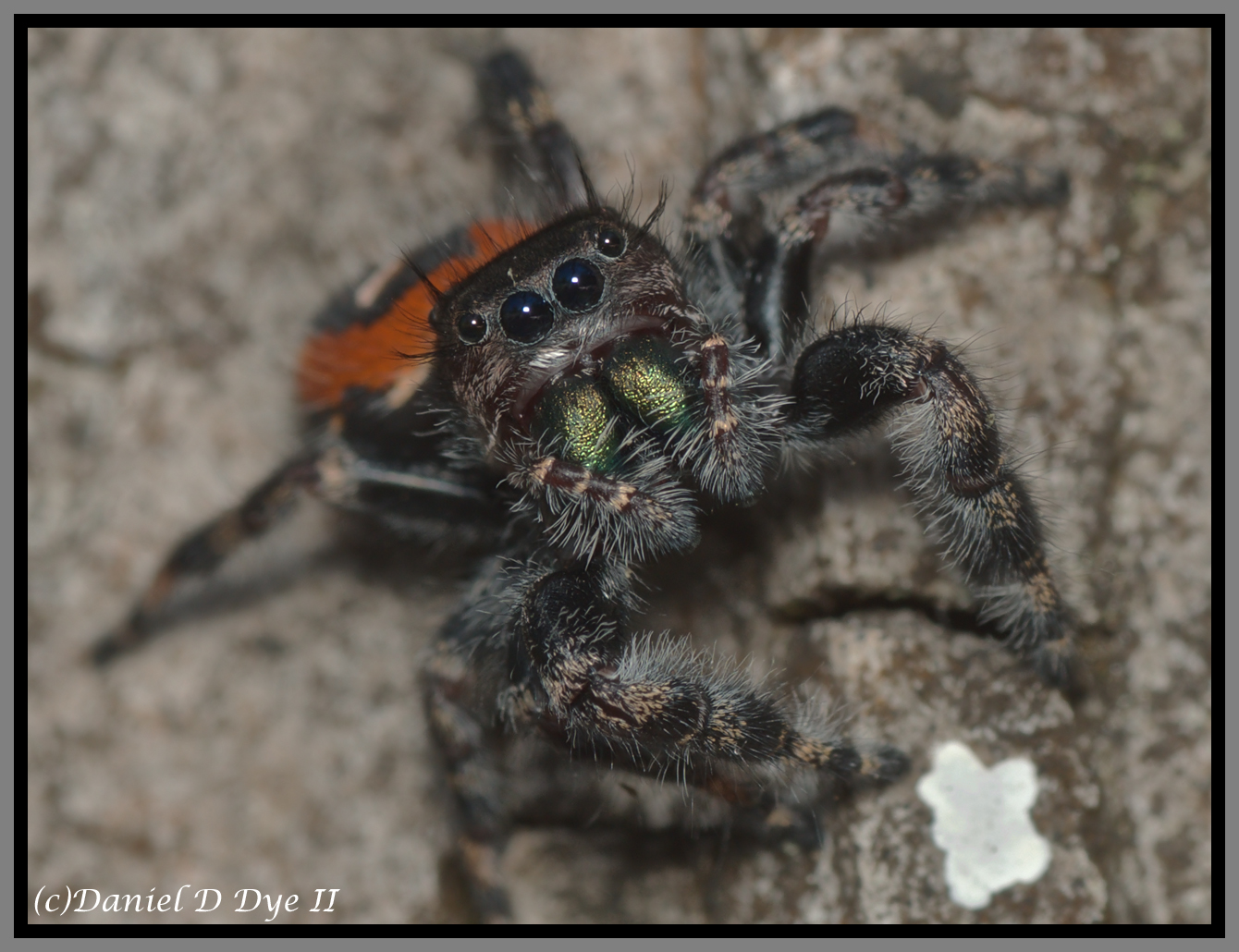 Jumping Spider (Phidippus pulcherrimus)