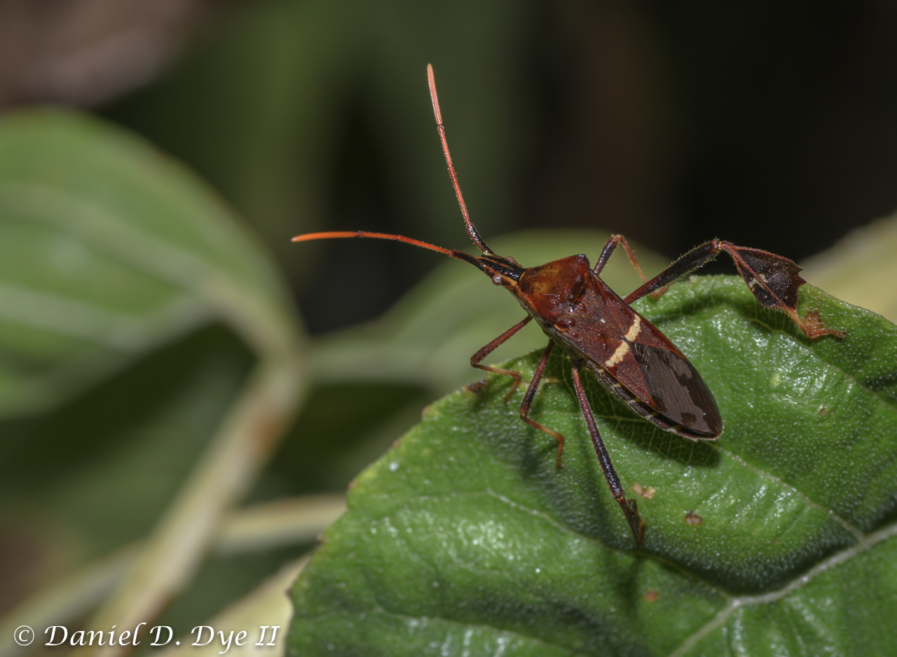 Leaf Footed Bug (Leptoglossus phyllopus)