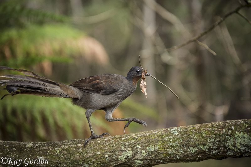 Lyrebird Nestbuiding 2