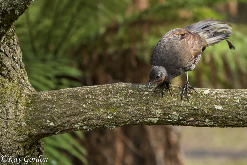 Lyrebird Nestbuilding 3