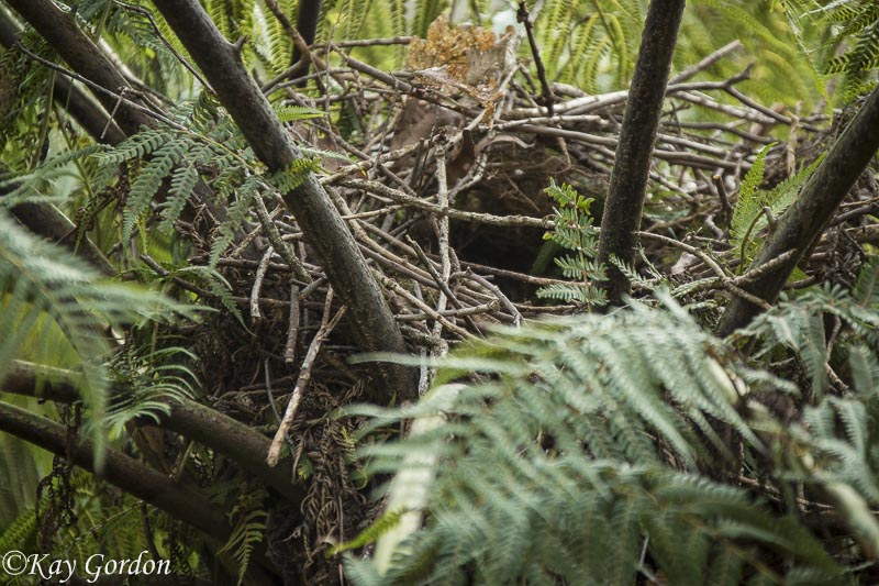 Lyrebird Nest
