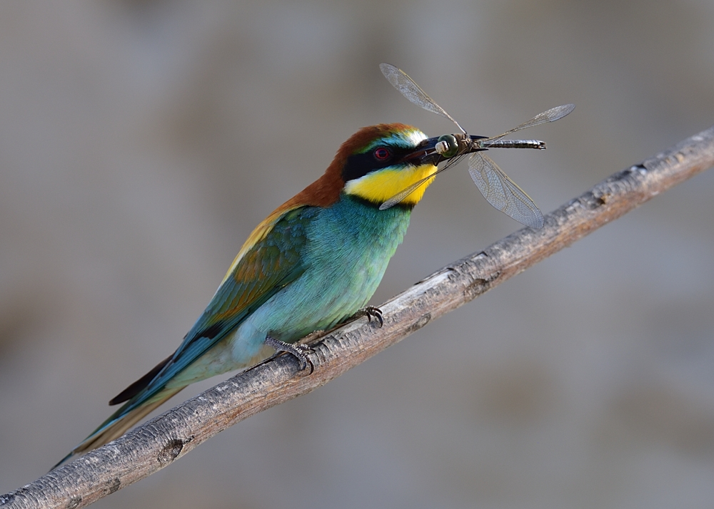 Bee-eater