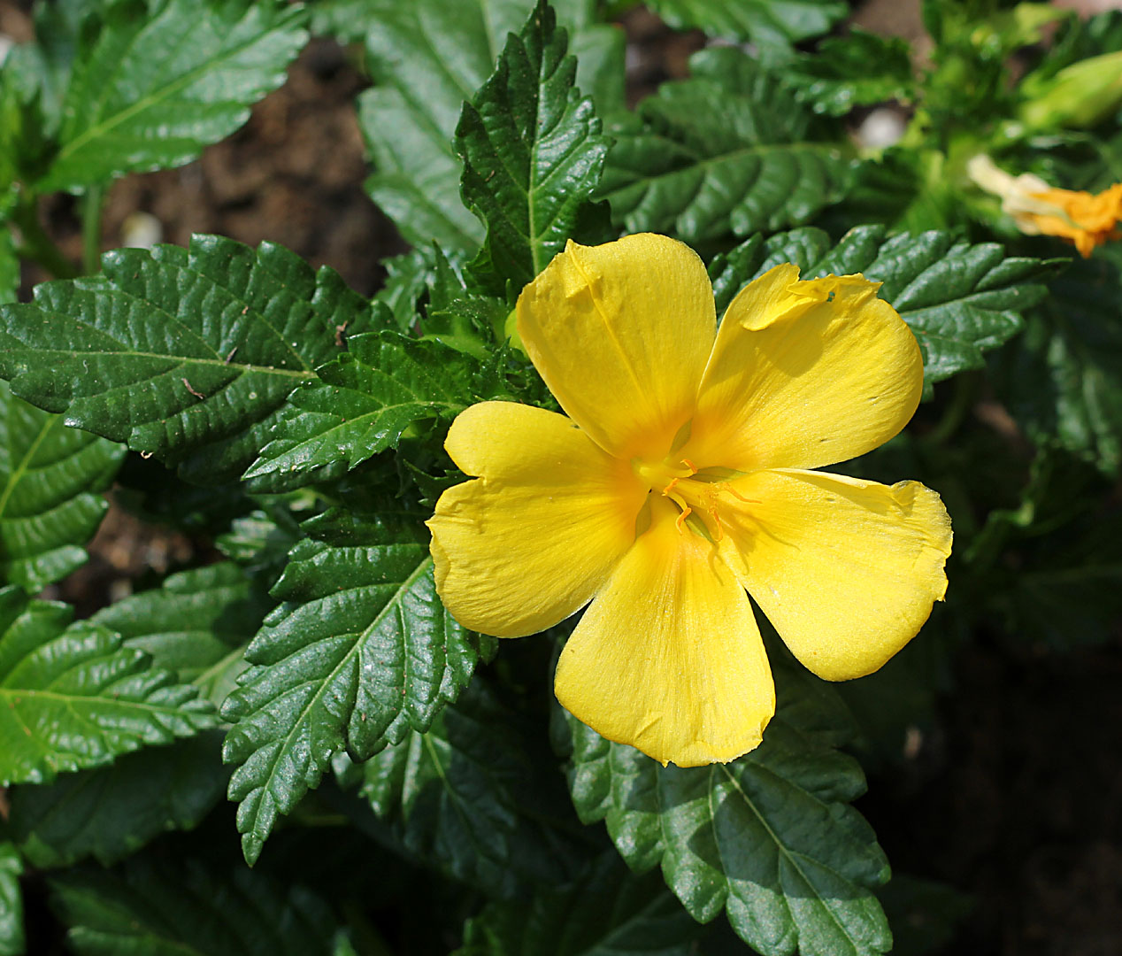 Home-Garden_31-8-2014 (26).JPG