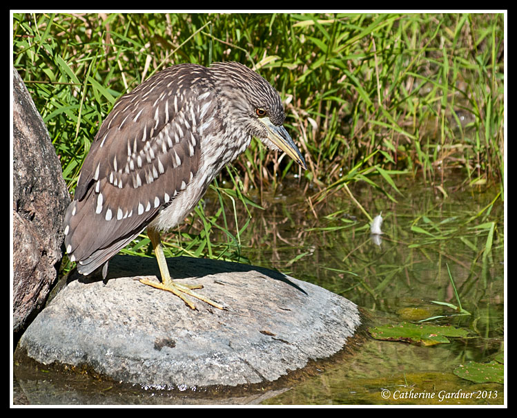 Juv Black Crown Heron