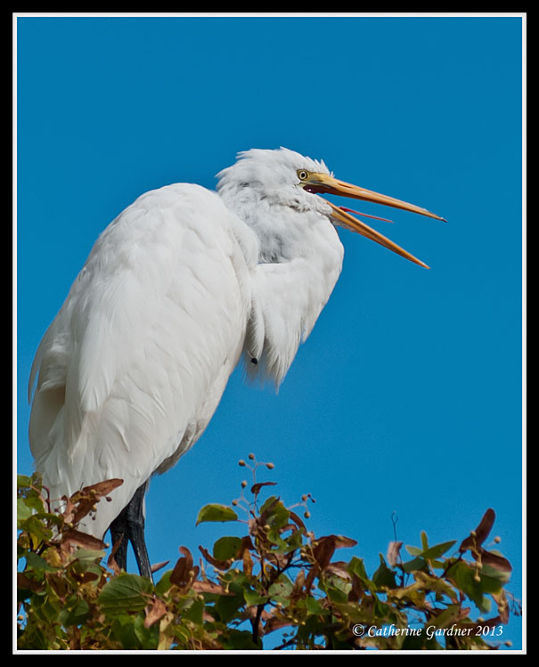 Great Egret