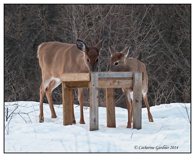Mother & Fawn