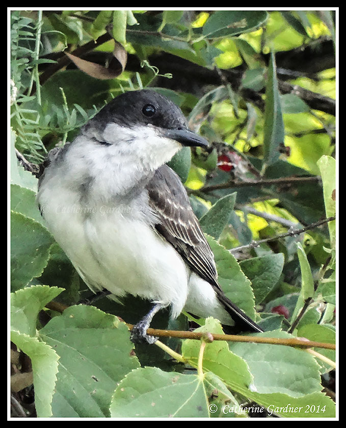 Eastern Kingbird (Juvenile)